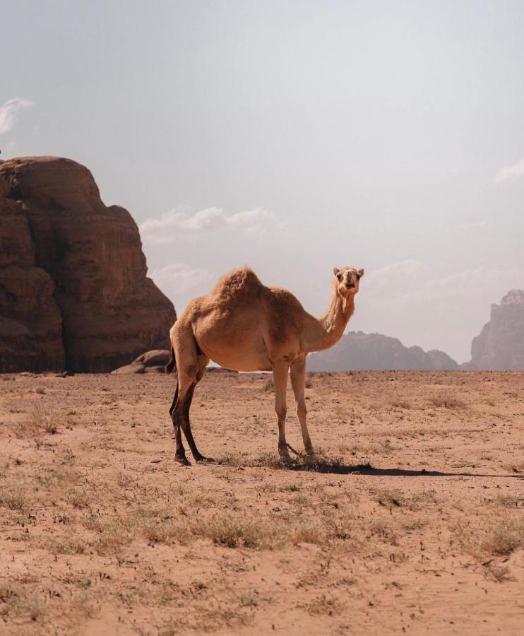 Rum Crystal Luxury Camp Wadi Rum Exterior photo